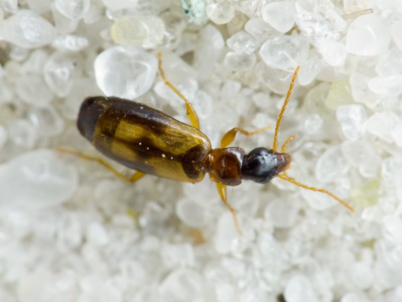 Philorhizus notatus (Stephens, 1827)